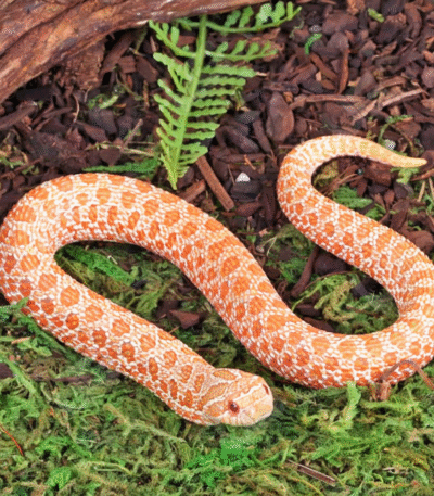 Baby Albino Western Hognose Snake