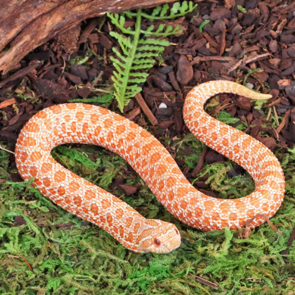 Baby Albino Western Hognose Snake