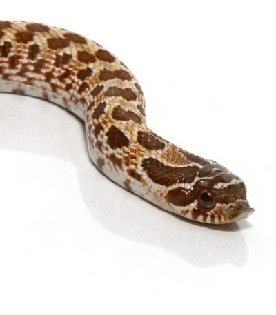 Baby Western Hognose 66% Het Mercury Albino Sable