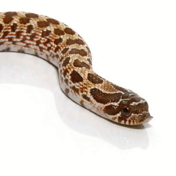 Baby Western Hognose 66% Het Mercury Albino Sable