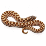 Baby Western Hognose 66% Het Mercury Albino Sable - Image 2