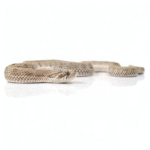 Baby Anaconda Western Hognose Snake