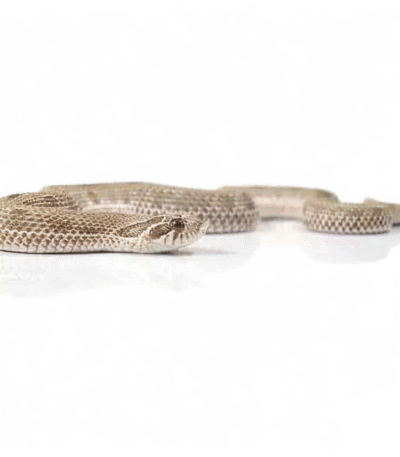 Baby Anaconda Western Hognose Snake