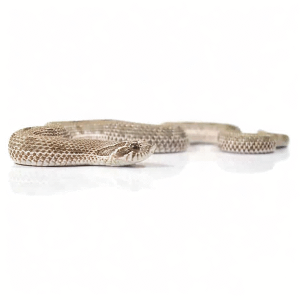 Baby Anaconda Western Hognose Snake