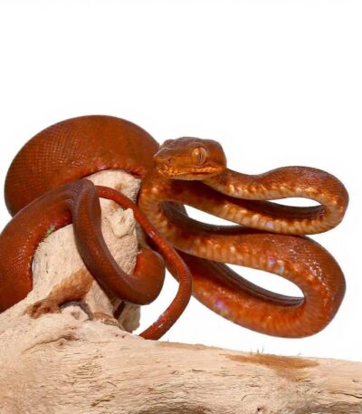 Baby Colored Amazon Tree Boa
