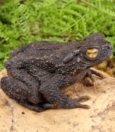 Asian Giant River Toad