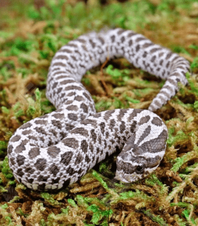 Baby Axanthic Western Hognose Snake