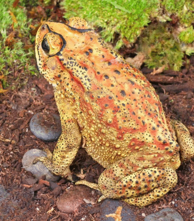 Black Spectacled Toad