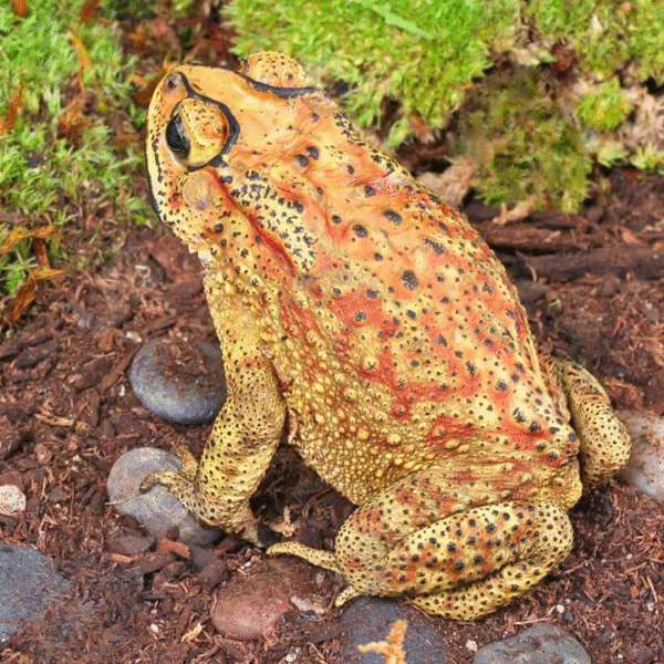 Black Spectacled Toad