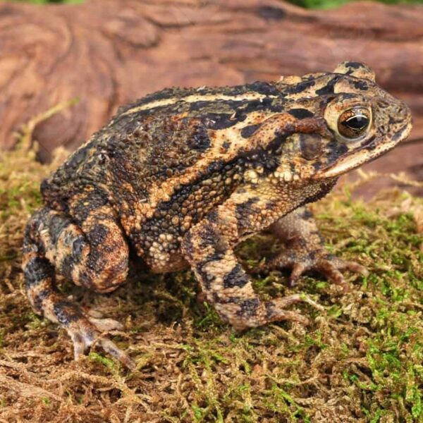 Gulf Coast Toad