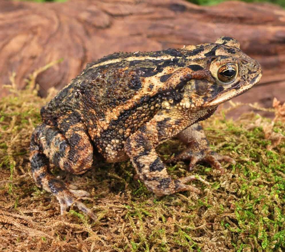 Gulf Coast Toad