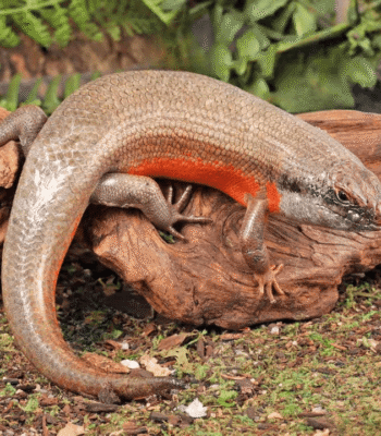 Adult Kenyan Zebra Skink Trio