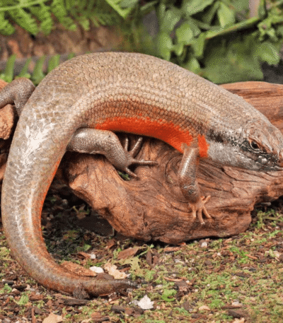 Adult Kenyan Zebra Skink Trio