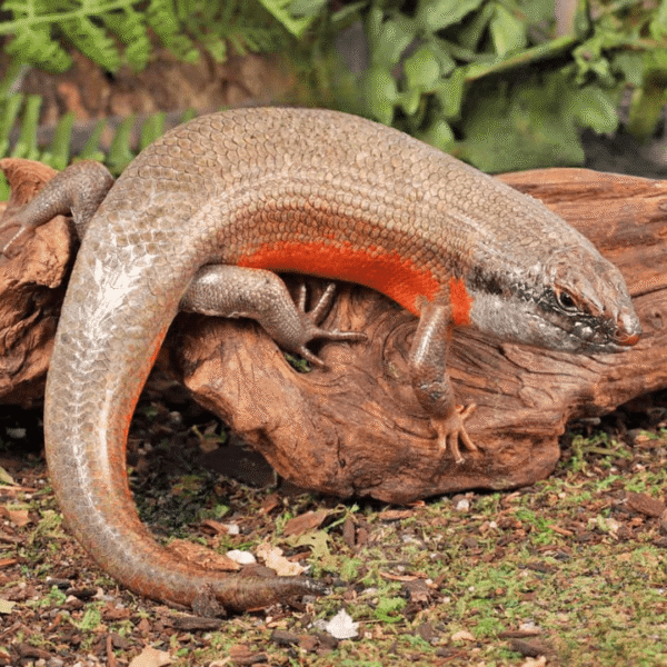 Adult Kenyan Zebra Skink Trio