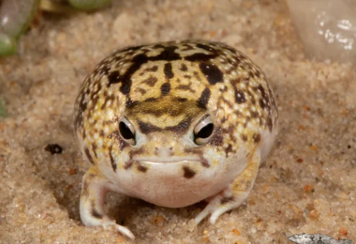 Home desert rain frog for sale